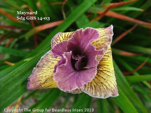 Maynard sdg GBS 14-03 (1)